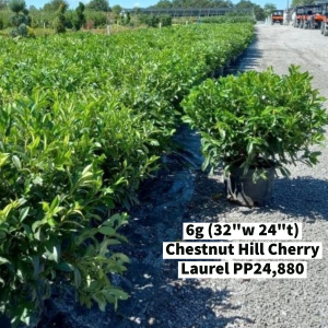 September 2022 6g Chestnut Hill Cherry Laurel 32w 24t